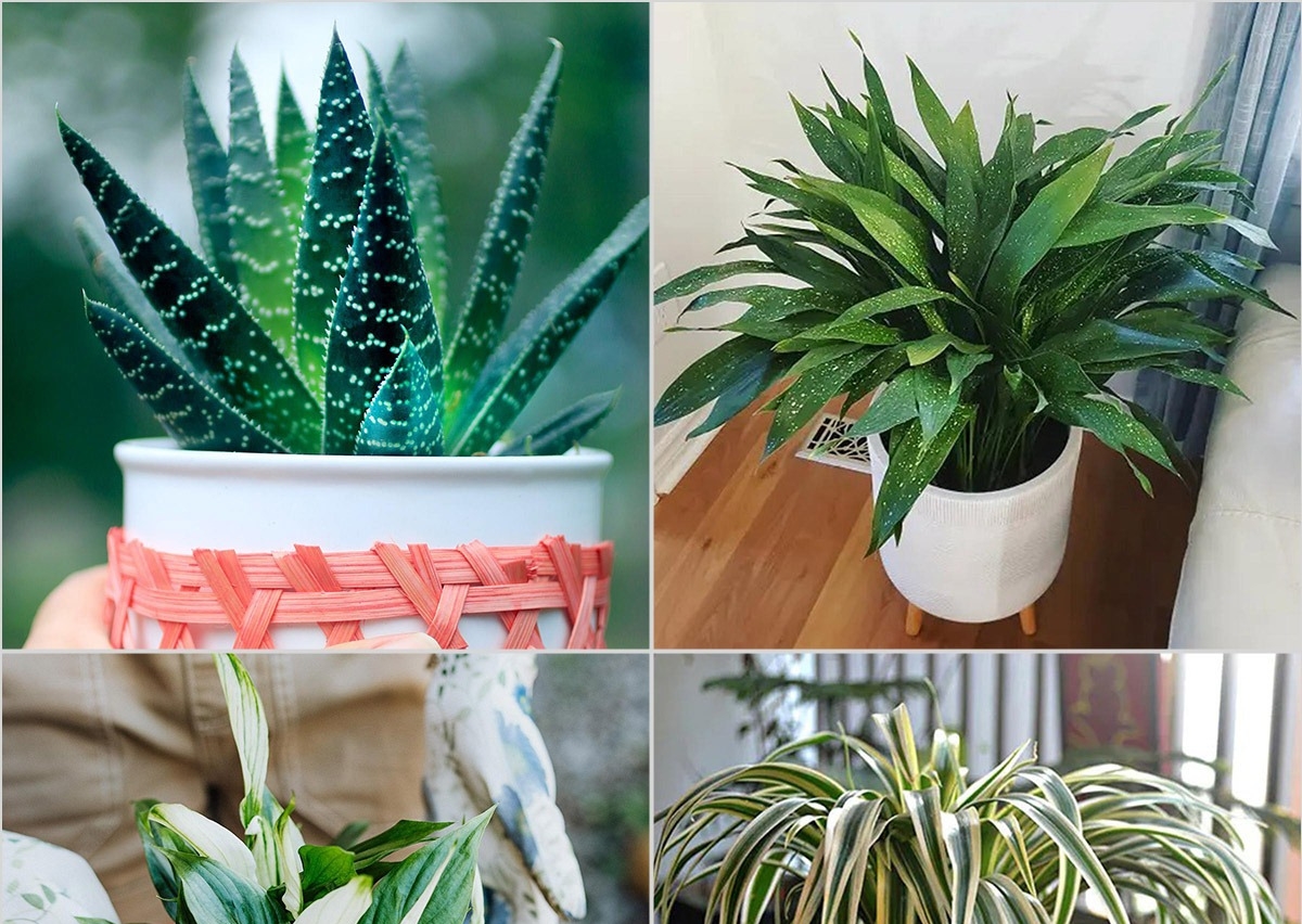 Top 10 Plants Ideas for Your Bathroom